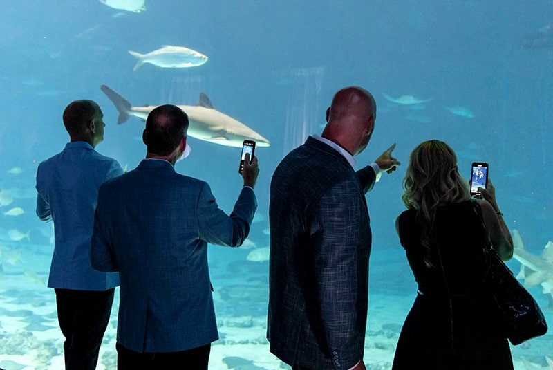 Four attendees with their backs toward the camera, two of them taking photos of marine life including a shark, at the Georgia Aquarium.