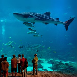 Visitors looking at the whale shark exhibit at Georgia Aquarium.